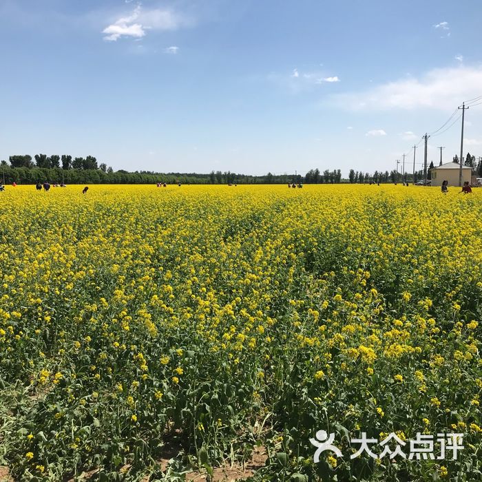 北京顺义油菜花观赏地图片
