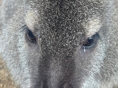 -费瑟代尔野生动物园