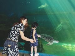 -广东惠东海龟国家级自然保护区