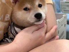 -逗柴咖啡屋·狗咖猫咖宠物桌游
