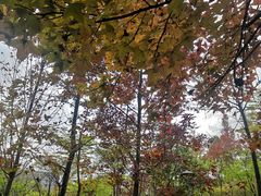 -聚龙山公园