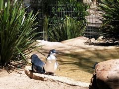 -费瑟代尔野生动物园