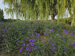 -汉长安城未央宫国家考古遗址公园
