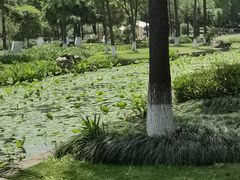 -河泥荡文化公园