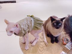 -藏猫猫咖啡主题馆(中央大道店)