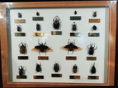 -上海昆虫博物馆