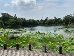 -桃花岛景观公园