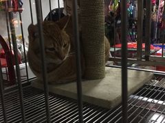 -70cat德文卷毛猫·缅因猫纯种猫舍