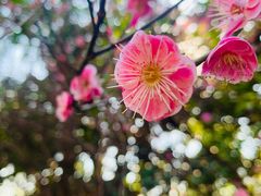 -邓愈墓