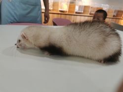-Moni星球萌宠·小马宝莉·灵蛇·高端高阶全萌宠互动体验俱乐部(红豆国际广场店)
