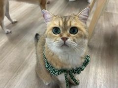-柴迷FANS CLUB·柴犬狗咖·猫咖