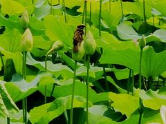 -莲花池公园
