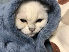 -lincat·猫舍(广州店)