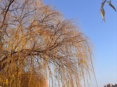 -沙澧河风景区