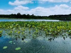 -溱湖国家湿地公园