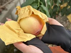 -老袁家蜜桃农场·阳山水蜜桃