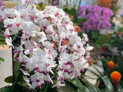 -双季花艺园艺市场(浦东店)