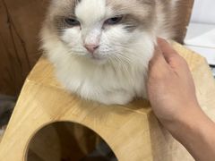 -楼上猫咖(罗湖店)