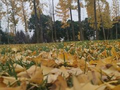 -洨河生态公园