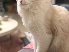 -猫大福·Fortune Cat猫舍(百子湾店)
