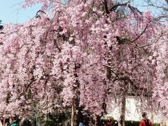 -西安青龙寺遗址景区