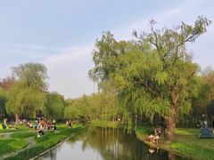 -上海共青森林公园