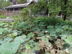 -三垟湿地