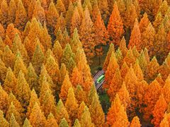 -黄海国家森林公园