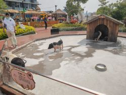 -造物庄园 萌宠纪(苏州湾歌林公园店)