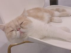 -飞行喵MR PILOT|猫舍·猫咖(静安大融城店)