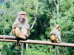 -西双版纳原始森林公园