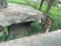 -上海野生动物园