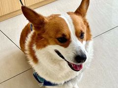 -美联众合动物医院·24h京西诊疗中心