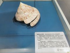 -青岛贝壳博物馆