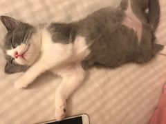 -瑞鹏宠物医院·骨科·猫科·内科(第一中心)