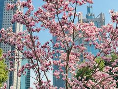 -陆家嘴中心绿地