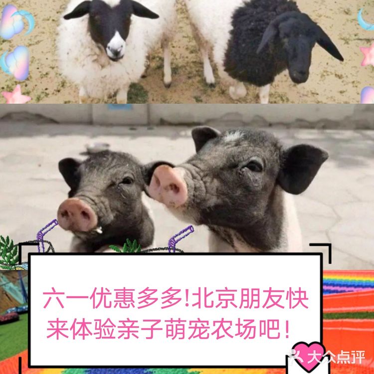 六一狂欢｜团购太优惠啦!｜一起到户外呼吸新鲜空气和萌宠玩吧！