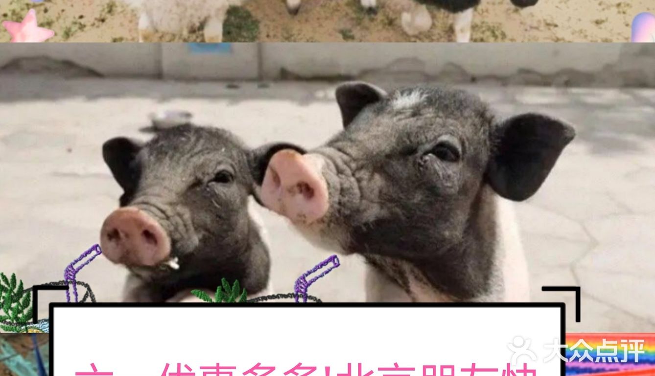 六一狂欢｜团购太优惠啦!｜一起到户外呼吸新鲜空气和萌宠玩吧！