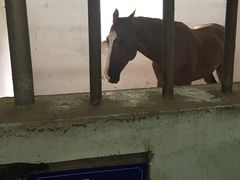 -松声马术俱乐部