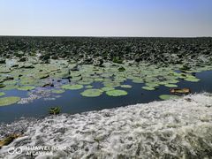 -洪湖湿地生态园