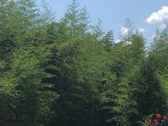 -曲江薰衣草庄园