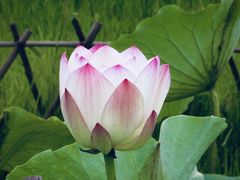 -池杉湖湿地公园