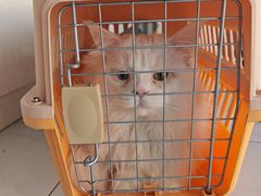 -艾吉宠物医院·疑难杂症转诊中心·猫友好(碧江路院)