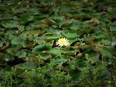 iphone_upload_pic-上海海湾国家森林公园