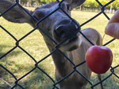 -北京麋鹿生态实验中心