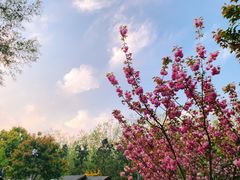 -合肥滨湖国家森林公园