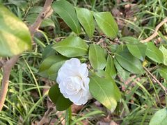 -杭州植物园