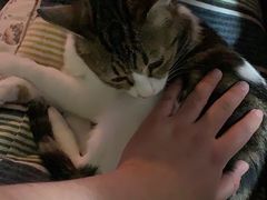 -爱侣宠医·鹦鹉专科·小型哺乳类·异宠专科(灵石路店)