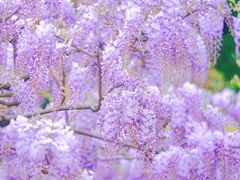 -嘉定紫藤园