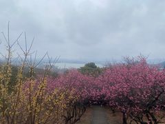 -香雪海
